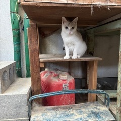 スッキリ美人猫ちゃん