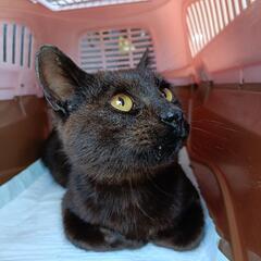 黒猫ちゃんの里親募集しています。