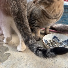 ちょっとビビりな猫ちゃん里親様募集中