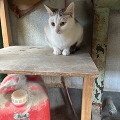 メス猫ちゃん