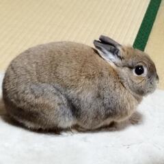うさぎ ネザーランドドワーフ