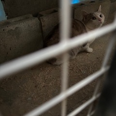 猫ちゃん里親様募集中