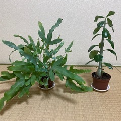 観葉植物2個セット