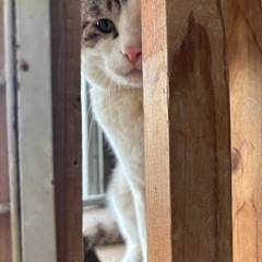 親分風の貫禄の猫ちゃん里親様募集中