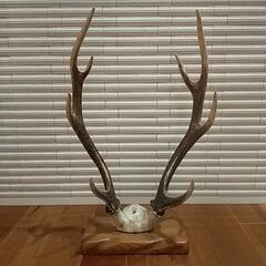 鹿の角 オブジェ