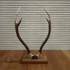 ☆値下げ☆鹿の角 オブジェの画像