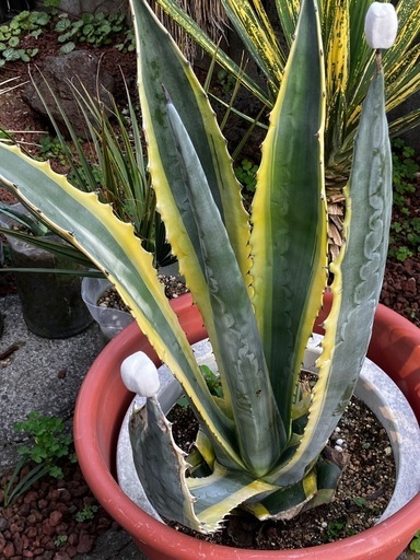 斑入りリュウゼツラン 斑入りリュウゼツラン