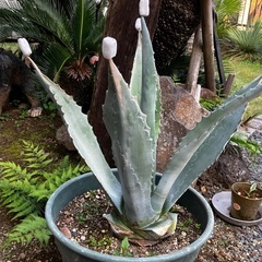 アオノリュウゼツラン