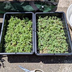 多肉植物 ぽいぽい姫秋麗