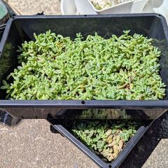 多肉植物 ぽいぽい姫秋麗の画像