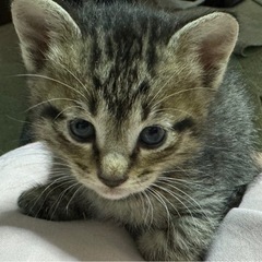 キジトラ3匹の里親を募集します