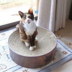 リンパ腫治療中、現在1.8ｋｇ発育不全の小さいエイズキャリアの三...