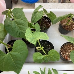 【決まりました】ミニトマト　中玉トマト　キュウリ　インゲン　苗の画像