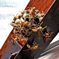  住居に潜む蜂の駆除は蜂駆除専門会社の【害虫の生活緊急修理サービ...