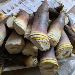 【あゆみ農園】天然たけのこ5kgで1000円【無農薬】