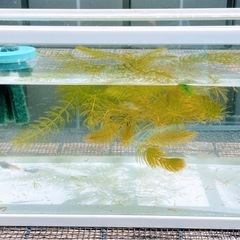 水槽とメダカ（みゆき4匹）