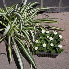 多肉植物や草花などをお分けいたしますの画像