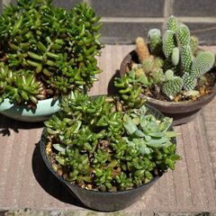 多肉植物や草花などをお分けいたします
