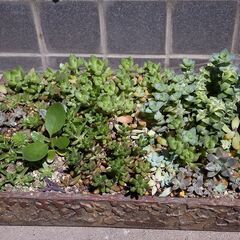 多肉植物や草花などをお分けいたしますの画像