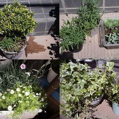 多肉植物や草花などをお分けいたしますの画像