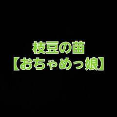 No.125【苗】🆕️商品‼️数量限定‼️大きな鞘に味濃の枝豆‼...
