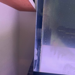 180アクリル水槽の画像