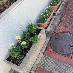 1.5時間程度の花壇の水やりスタッフ