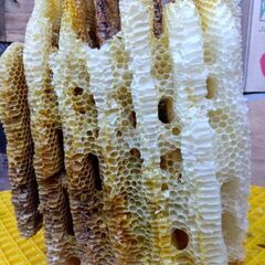日本蜜蜂　二ホンミツバチ　巣くず