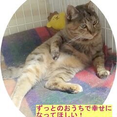 猫が苦手な女の子・ふくちゃんの里親募集中