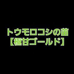 No.126【苗】🆕️発売‼️数量限定‼️ジューシーで極甘‼️⑪...