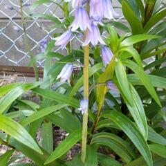 植物 名前不明の画像