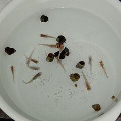 メダカ　　セット