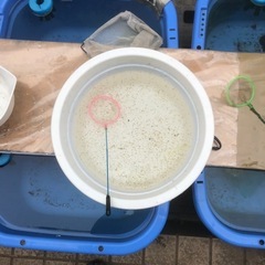 メダカの餌大ミジンコ