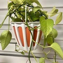 観葉植物 ポトス ライムの画像