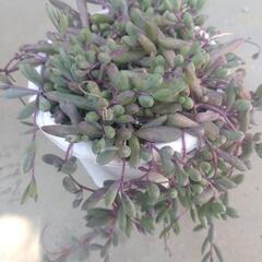 多肉植物 もりもりルビーネックレスの画像