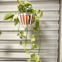 観葉植物 ポトス ライム