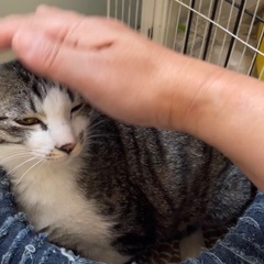 ２匹目を探している方へキジ白♀9〜10ヶ月
