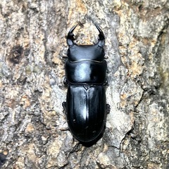 （成虫トリオ♂♀♀）ムシモンオオクワガタ①
