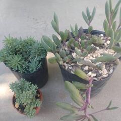 多肉植物 セダム系3種類の画像