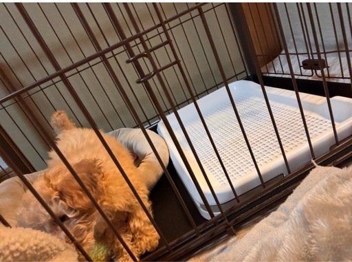 リッチェル　小型犬ケージ