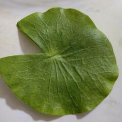 更にお値下げしました‼️ガラス鉢＋浮玉＋蓮の葉(造花)の画像
