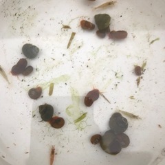 メダカ入れ物お掃除生物ヒメタニシ、ミナミヌマエビ、レッドラムズセット