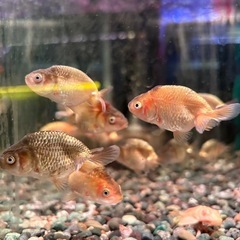 らんちゅう 金魚