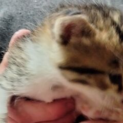緊急。生後間もない猫　ミケ♀