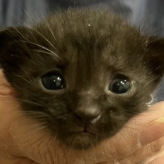 4匹‼️真っ黒ピカピカ‼️子猫ちゃん達です‼️