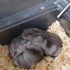 サムネイル