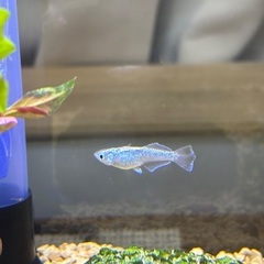 〜6日までお値引き中〜メダカ　スペード1ペアの画像