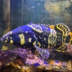 ジャイアントグルーパー