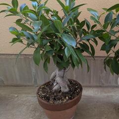 観葉植物／ガジュマル