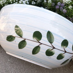 睡蓮鉢　ビオトープ　メダカ鉢　陶器の画像